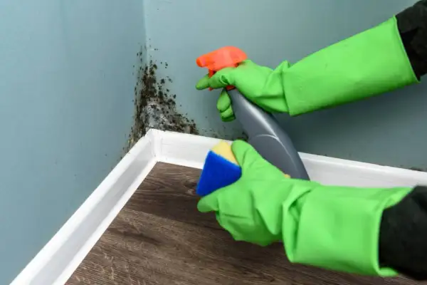 Ręce w zielonych rękawiczkach usuwają czarną pleśń ze ściany w rogu pokoju, używając sprayu i gąbki.